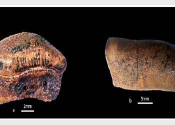 Hybodont shark teeth (Strophodusjaisalmerensis), from Jaisalmer Formation, Jaisalmer, Rajasthan