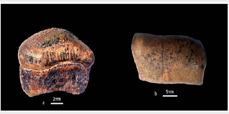 Hybodont shark teeth (Strophodusjaisalmerensis), from Jaisalmer Formation, Jaisalmer, Rajasthan