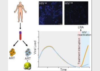 Hydrogen sulphide donor subverts HIV reactivation from latently infected human T-cells derived from ART-treated HIV patients. Upper panel: A fluorescent indicator detecting H 2 S levels inside HIV-infected and uninfected cells. Credit: Virender Kumar Pal