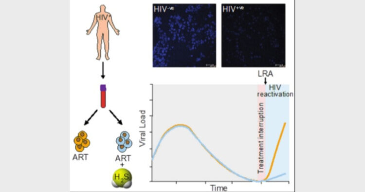 Hydrogen sulphide donor subverts HIV reactivation from latently infected human T-cells derived from ART-treated HIV patients. Upper panel: A fluorescent indicator detecting H 2 S levels inside HIV-infected and uninfected cells. Credit: Virender Kumar Pal