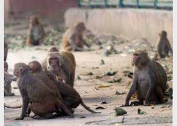 The Department of Forests and Wildlife is likely to enlist the services of the Wildlife Institute of India (WII), Dehradun, for the census (File)
