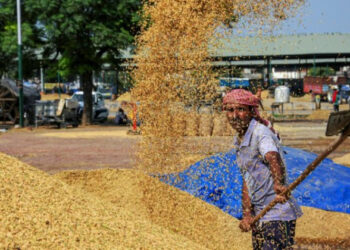 The high-quality work is reflected by rice export being the top Forex earner for the country at 5937 million dollars in April-November 2021-22 (Photo Credit: Deccan Herald)