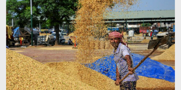 The high-quality work is reflected by rice export being the top Forex earner for the country at 5937 million dollars in April-November 2021-22 (Photo Credit: Deccan Herald)
