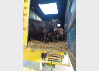 Cows rescued by Assam Police