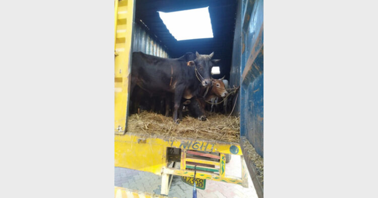 Cows rescued by Assam Police