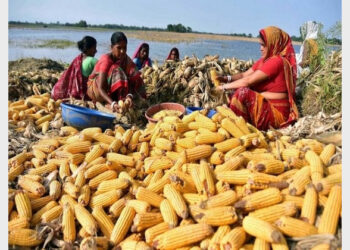 Maize is India's third most important cereal crop after rice and wheat