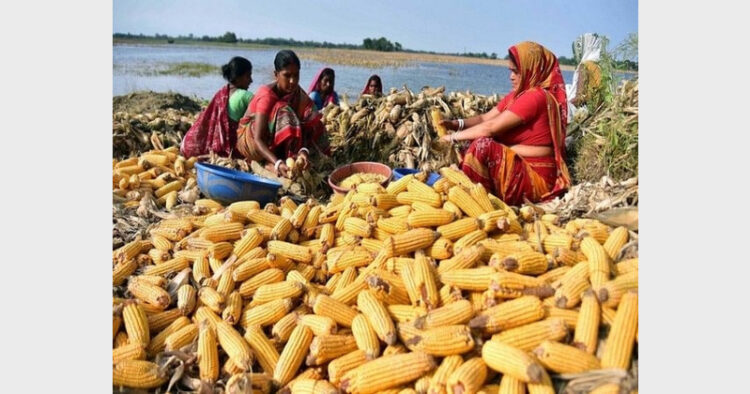 Maize is India's third most important cereal crop after rice and wheat