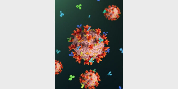 An artist’s rendition of SARS-CoV-2 viral particles with spike proteins blocked by antibodies (Image: Lensmedical)