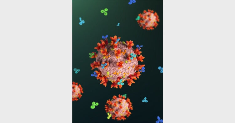 An artist’s rendition of SARS-CoV-2 viral particles with spike proteins blocked by antibodies (Image: Lensmedical)