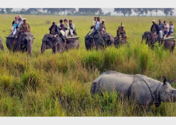 There are 1823 adult and 365 sub-adult rhinoceros found in the census conducted in Kaziranga national park