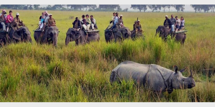 There are 1823 adult and 365 sub-adult rhinoceros found in the census conducted in Kaziranga national park