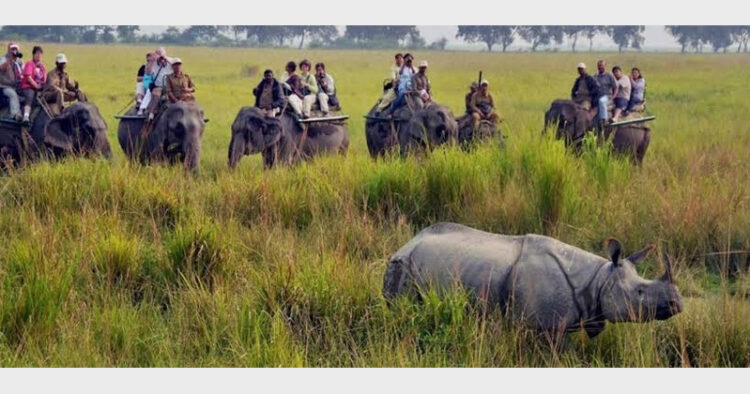 There are 1823 adult and 365 sub-adult rhinoceros found in the census conducted in Kaziranga national park