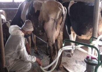 Tahir Ahmad Rather from the Madar area of Bandipora started a dairy farm in 2020 with the help of the district's Animal Husbandry Department (Photo Source: ANI)