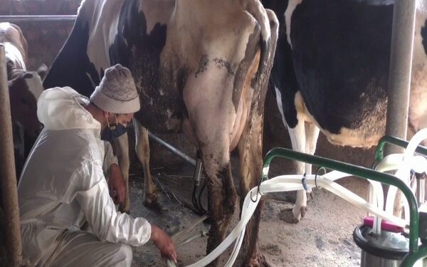 Tahir Ahmad Rather from the Madar area of Bandipora started a dairy farm in 2020 with the help of the district's Animal Husbandry Department (Photo Source: ANI)