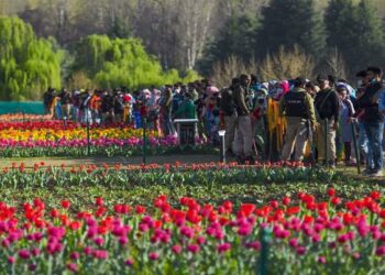 Tourists at Tulip Garden in Kashmir (Photo Source: PTI)