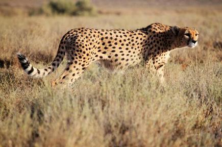 India will source cheetahs from Southern Africa, providing India with substantial numbers of suitable cheetahs for several years (Photo Source: Getty Images/iStock photot)