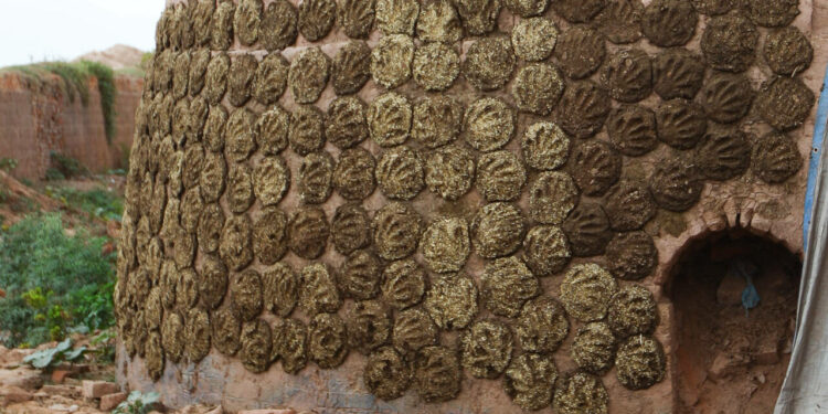 Cow Dung cakes dry on the wall of a coal-fired brick oven. They're rolled into cakes, then stuck on the wall with the smack of a hand, leaving an imprint.