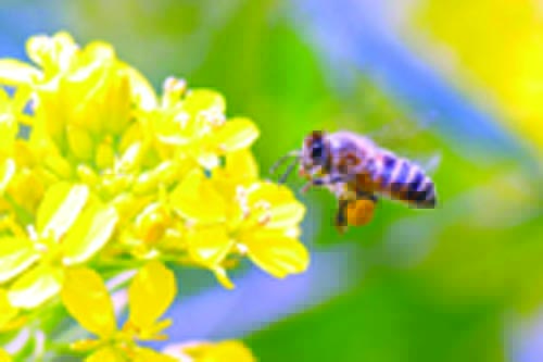 Honey Bee Pollinating on Yellow Flower.