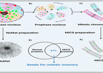 The infographic depicts the stages of cell cycle (A, B and C) and preparation of nuclear matrix and mitotic chromosome scaffold (D and F). It also shows the similarity in their proteomes (E). Commonality in the protein components of the NuMat and MiCS strongly suggests that memory of transcriptional status of interphase nucleus in the chromosome territories is imbedded in the mitotic chromosomes and provides the structural basis of cellular memory.