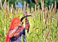 Reviving millets will address food security
