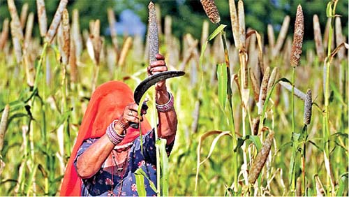 Reviving millets will address food security