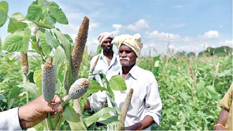 The Indian Government is promoting millets to help fight hunger and mitigate climate change