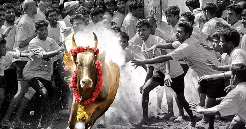The Supreme Court noted that the Tamil cultural sport, Jallikattu, has been going on for at least last few centuries