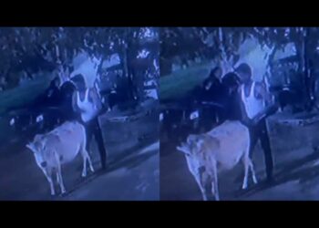 The accused Hasan Khan, performing unnatural act with Gau Mata, screenshot from the video; Image: Organiser