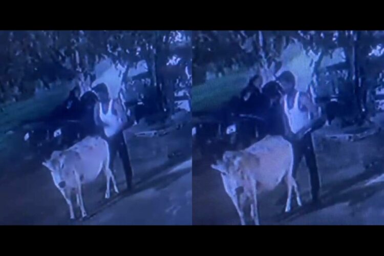 The accused Hasan Khan, performing unnatural act with Gau Mata, screenshot from the video; Image: Organiser
