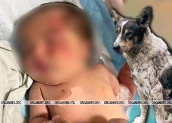 Dog rescues abandoned baby girl