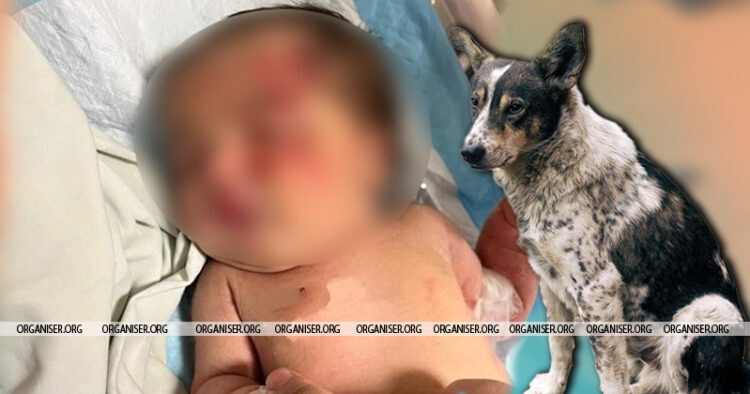 Dog rescues abandoned baby girl