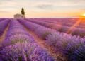 Kashmiri lavender fields