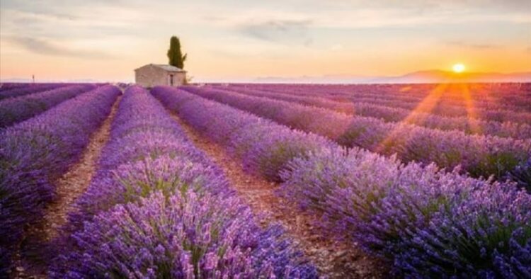 Kashmiri lavender fields