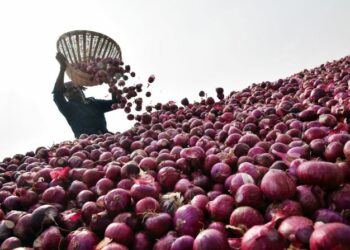Andhra Pradesh, Dec 25 (ANI): A farmer collects the harvested onions to transport them to a market at Undavalli in Guntur District on Wednesday. (ANI Photo)