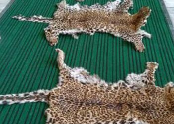 The four leopard skins recovered by DRI