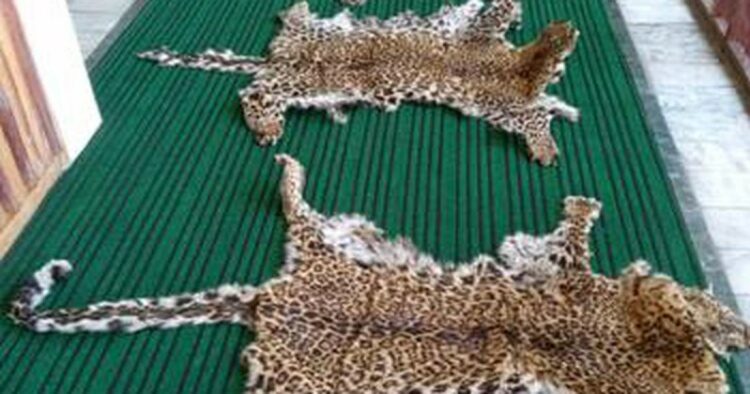 The four leopard skins recovered by DRI