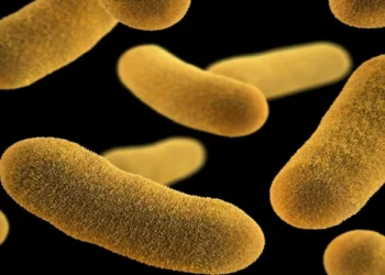 Representative Image of Bacteria