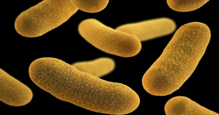 Representative Image of Bacteria