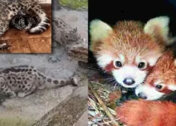 Red panda cubs