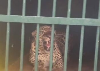 Leopard that mauled 6-year-old girl to death caught near Tirumala temple