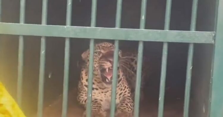 Leopard that mauled 6-year-old girl to death caught near Tirumala temple