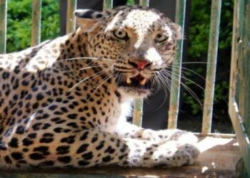 Fourth big cat captured in Andhra’s Tirumala