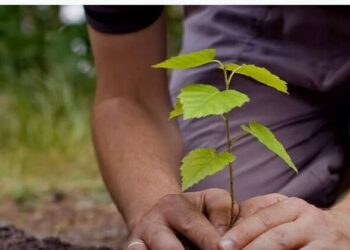 Amrit Brikshya Andolan