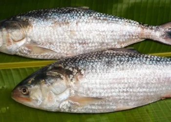 National Fish of Bangladesh, Hilsa