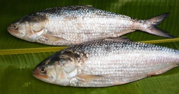 National Fish of Bangladesh, Hilsa