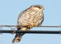 Migratory Bird Amur Falcon