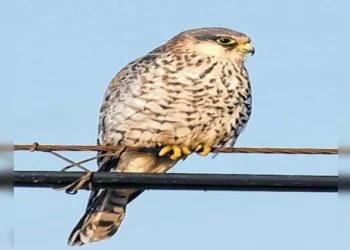 Migratory Bird Amur Falcon