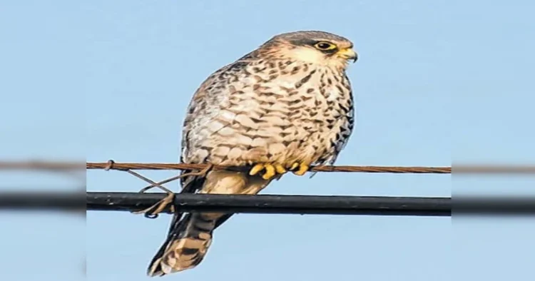 Migratory Bird Amur Falcon