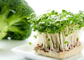 Broccoli and Sprouts (Representative Image)