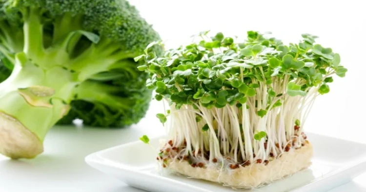 Broccoli and Sprouts (Representative Image)